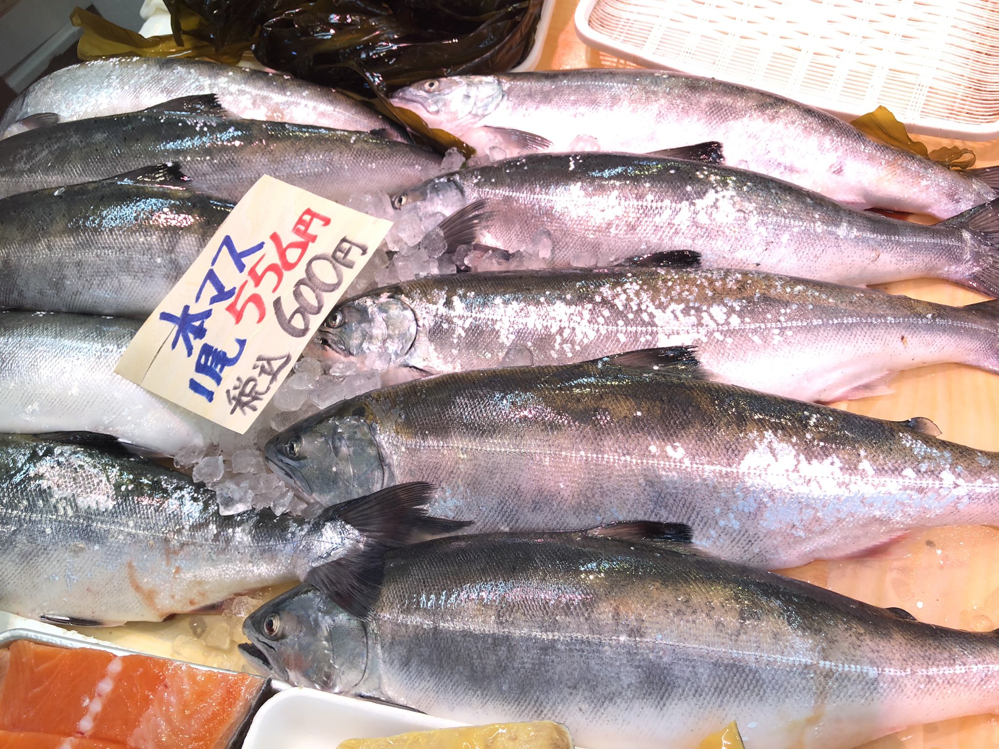 小樽 南樽 阿蘇鮮魚店 サクラマス 本マス 入荷しました 春ですねー ムニエル 塩焼き フライに 刺身 も出来ますが サクラマスは寄生虫が多いので冷凍にしてから食べてくださいね 4月後半からは春シャコも出てきますよ