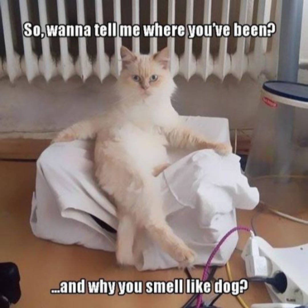 Fluff_Pets's tweet photo. The interrogating cat 😂😼 https://t.co/GO93nEsCFZ