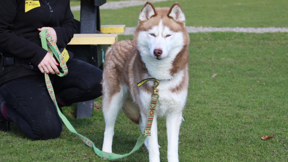 AdoptionsUk's tweet photo. Please retweet to help Bella find a home #LEEDS 

Siberian Husky aged 7, looking for an experienced, adult home as only pet, stressed in kennel but will make a 'magnificent and loyal' addition to a home, enjoys fuss, see details
APPLY👇
https://t.co/UxR5N30kgu
#dogs #Husky #UK https://t.co/pYC0pGDXww