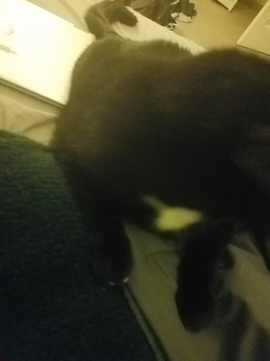 conner_freeman_'s tweet photo. @ds106dc here's a silly accidental photo i took of my kitty #tdc3363 #ds106 https://t.co/HjjTtoBQA4