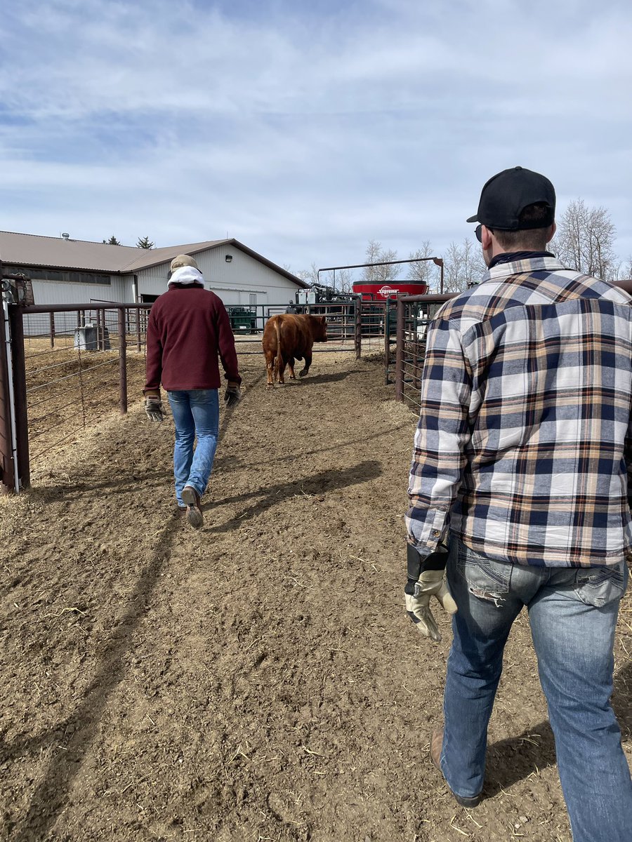 Off day ✅ 
Bored ✅
Desire to learn how to vaccinate Coach’s cattle✅ 
🤷🏻‍♂️