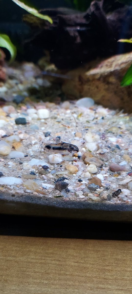 meta_t0's tweet photo. Bought the little green shits @inversebrah apex predator today, it's so fckn smol as well. If anyone wants to dispose of their wassies let me know. https://t.co/kgvDJjZIHy