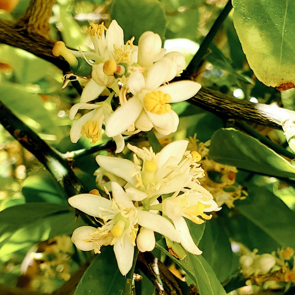 Lemon Tree Flowers Smell 14 Things Nobody Tells You About Indoor