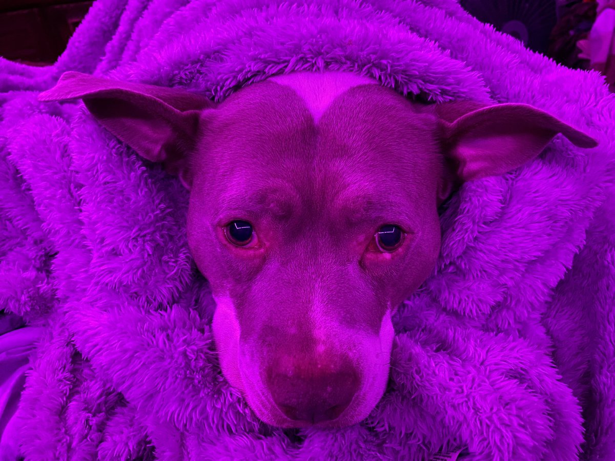 loverclementine's tweet photo. Master has given Dobby a sock, Dobby is free. https://t.co/H28FnNxcnP