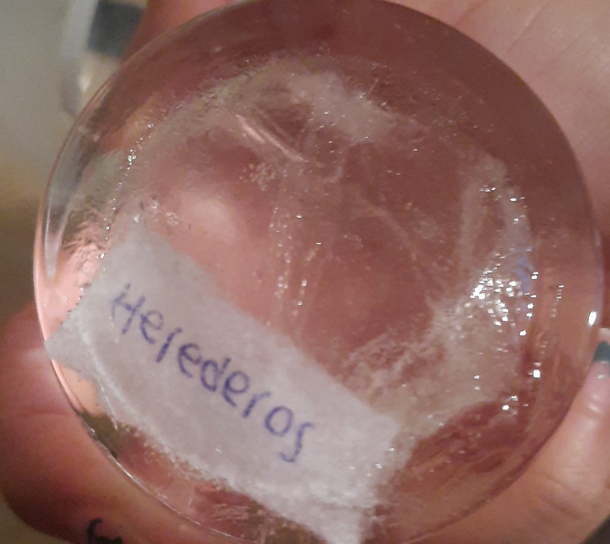 jostengz's tweet photo. YO LO HICE AYER Y EL VASO DE LA REALEZA ME EXPLOTÓ https://t.co/6wiQ0T3m2h