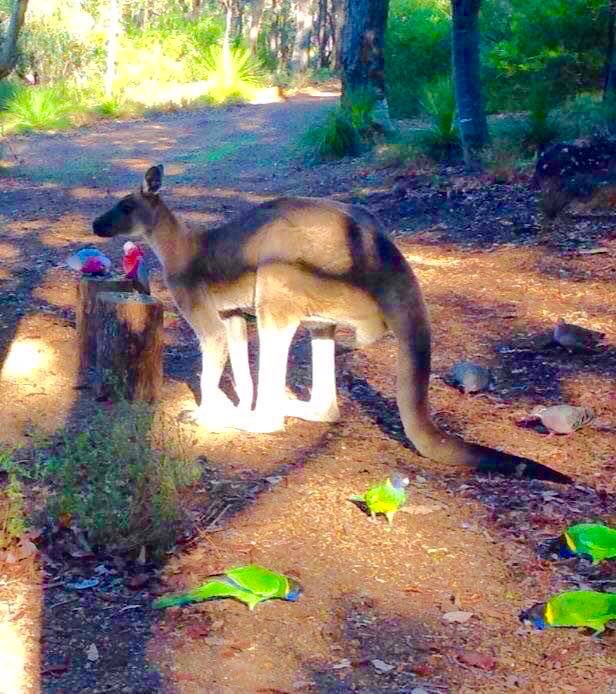 Mundlimup's tweet photo. #kangaroo #parrots #galahs #Jarrahdale #WesternAustralia #WA #colinhughabbott @jarrahdale1 @jarrahdale482 @Mundlimup @AbbotColin #wildlife in the #Forest #SaveNativeForests #bronzewings #pigeons https://t.co/oCzGZfpbxt