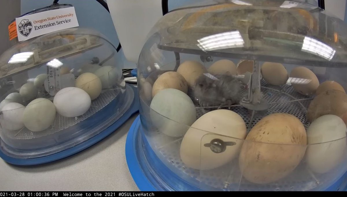 Clatsop4H's tweet photo. Hey @elonmusk how bout a RT for the kids?  Are you "chicken"? We are livestreaming the hatching of baby chicks at: https://t.co/5hgVf66uZi https://t.co/0e6rB5FljC