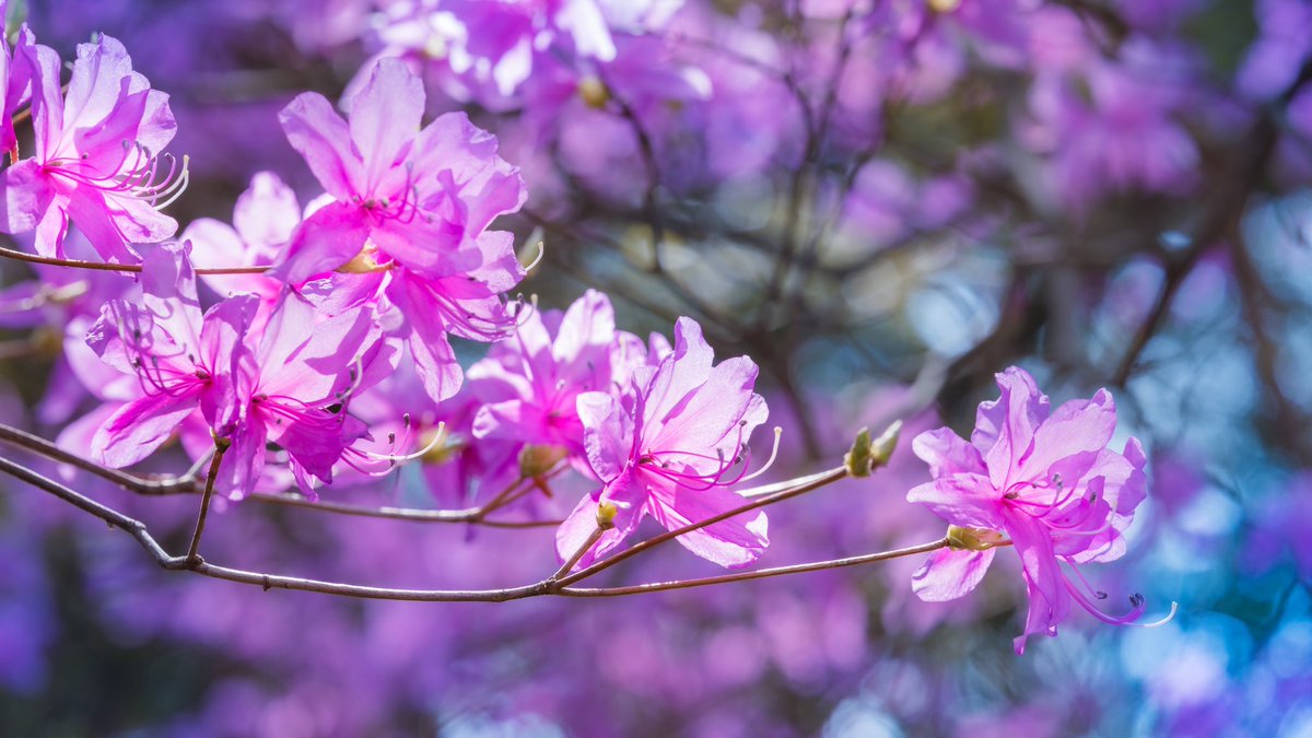 Takao ミツバツツジ ミツバツツジの花 が咲いていました 日本の固有種 関東 近畿に分布 ツツジ科 ツツジの仲間では1番早く開花します 葉より先に花が咲きます 枝先に3枚の葉がつくので ミツバツツジと名づけられました 岩場ややせた土地に紅紫色の綺麗 Takao ミツバツツジ ミツバツツジの花 が咲いていました 日本の固有種 関東 近畿に分布 ツツジ科 ツツジの仲間では1番早く開花します 葉より先に花が咲きます 枝先に3枚の葉がつくので ミツバツツジと名づけられました 岩場ややせた土地に紅紫色の綺麗