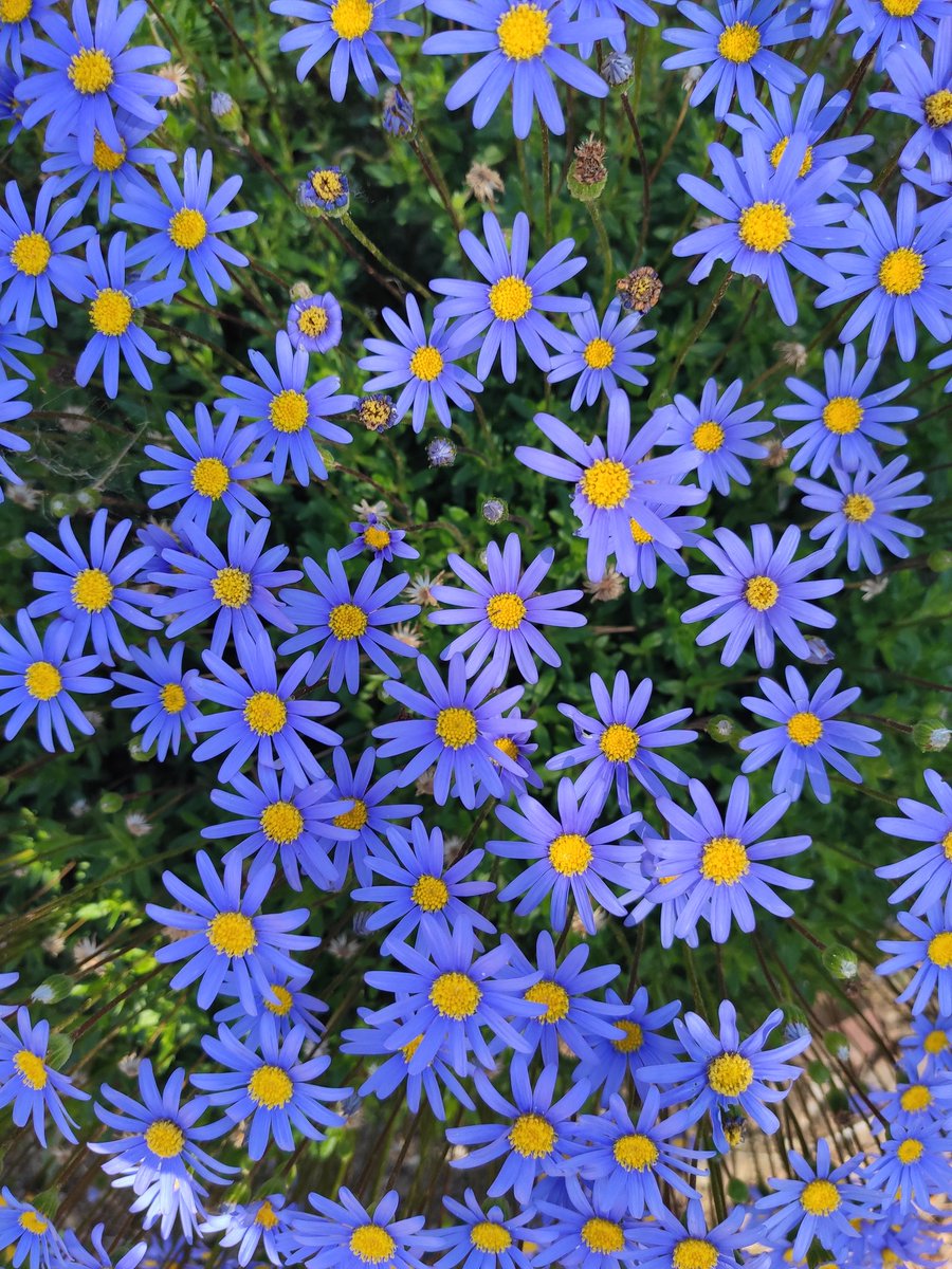 LauraMG2000's tweet photo. Tengo una pequeña obsesión, no me escondo 🌺🌼🌸🌻 https://t.co/AjeHncCe3J