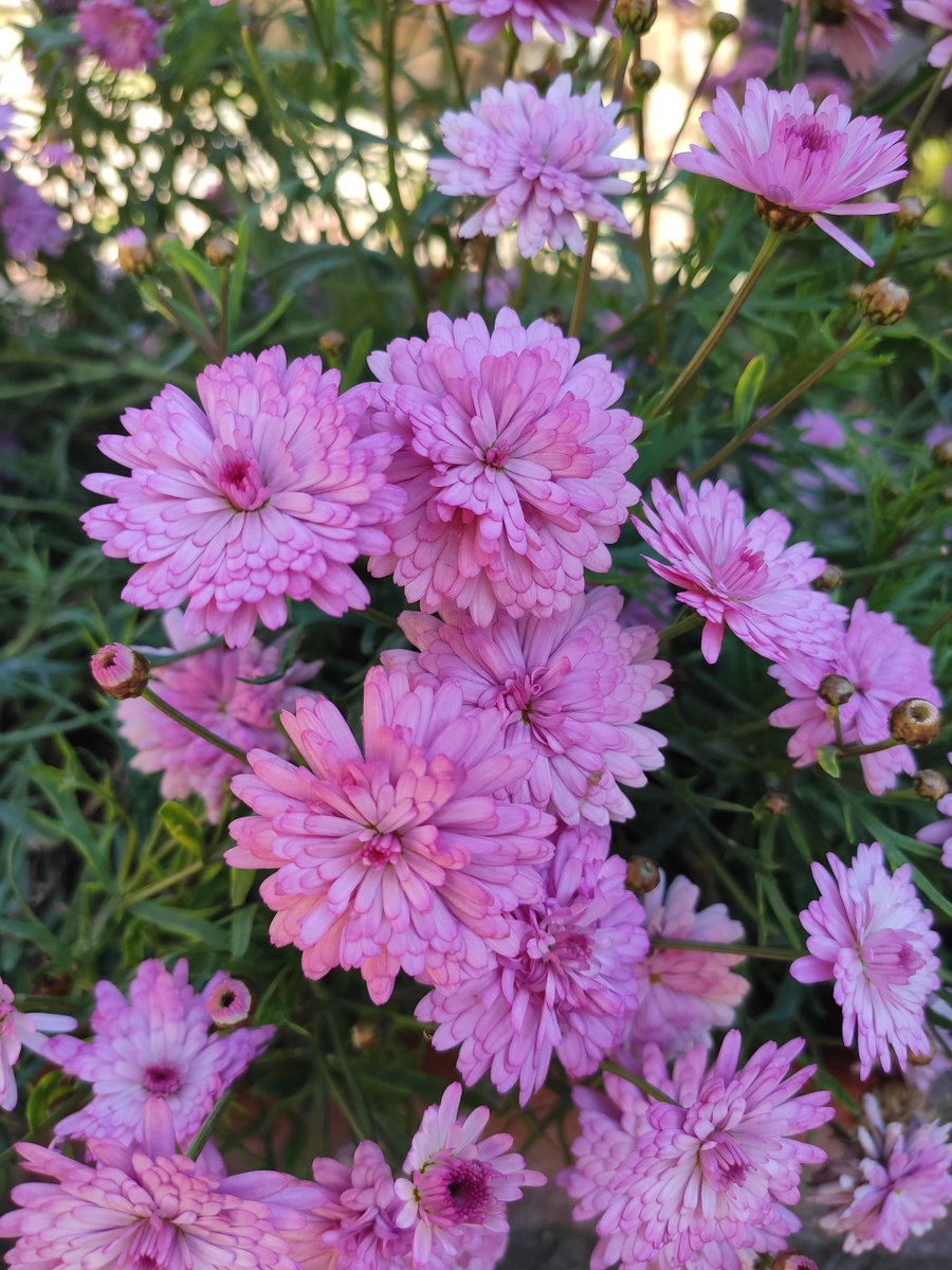 LauraMG2000's tweet photo. Tengo una pequeña obsesión, no me escondo 🌺🌼🌸🌻 https://t.co/AjeHncCe3J