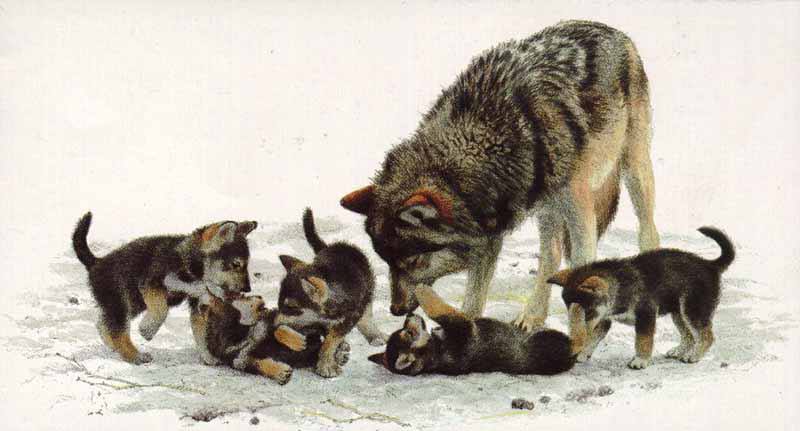 HourlyWolves presents: