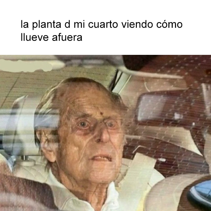 mi planta m ha pasado este meme