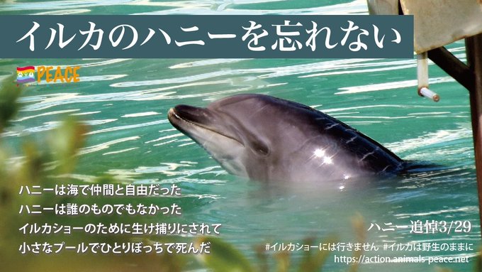 私は #イルカのハニーを忘れない　 #イルカショーには行きません これ以上悲しい犠牲を増やさない為に、まだ現役のイルカたちの為に先ず誰でも出来る事はイルカショーに行かない選択をする事。 イルカが人を楽しませるためにどうやって水族館連れてこられたかハニーの生涯を通して知って下さい。<a href="/tag/%E3%82%A4%E3%83%AB%E3%82%AB%E3%81%AE%E3%83%8F%E3%83%8B%E3%83%BC%E3%82%92%E5%BF%98%E3%82%8C%E3%81%AA%E3%81%84"class="tags">#イルカのハニーを忘れない</a><a href="/tag/%E3%82%A4%E3%83%AB%E3%82%AB%E3%82%B7%E3%83%A7%E3%83%BC%E3%81%AB%E3%81%AF%E8%A1%8C%E3%81%8D%E3%81%BE%E3%81%9B%E3%82%93"class="tags">#イルカショーには行きません</a>