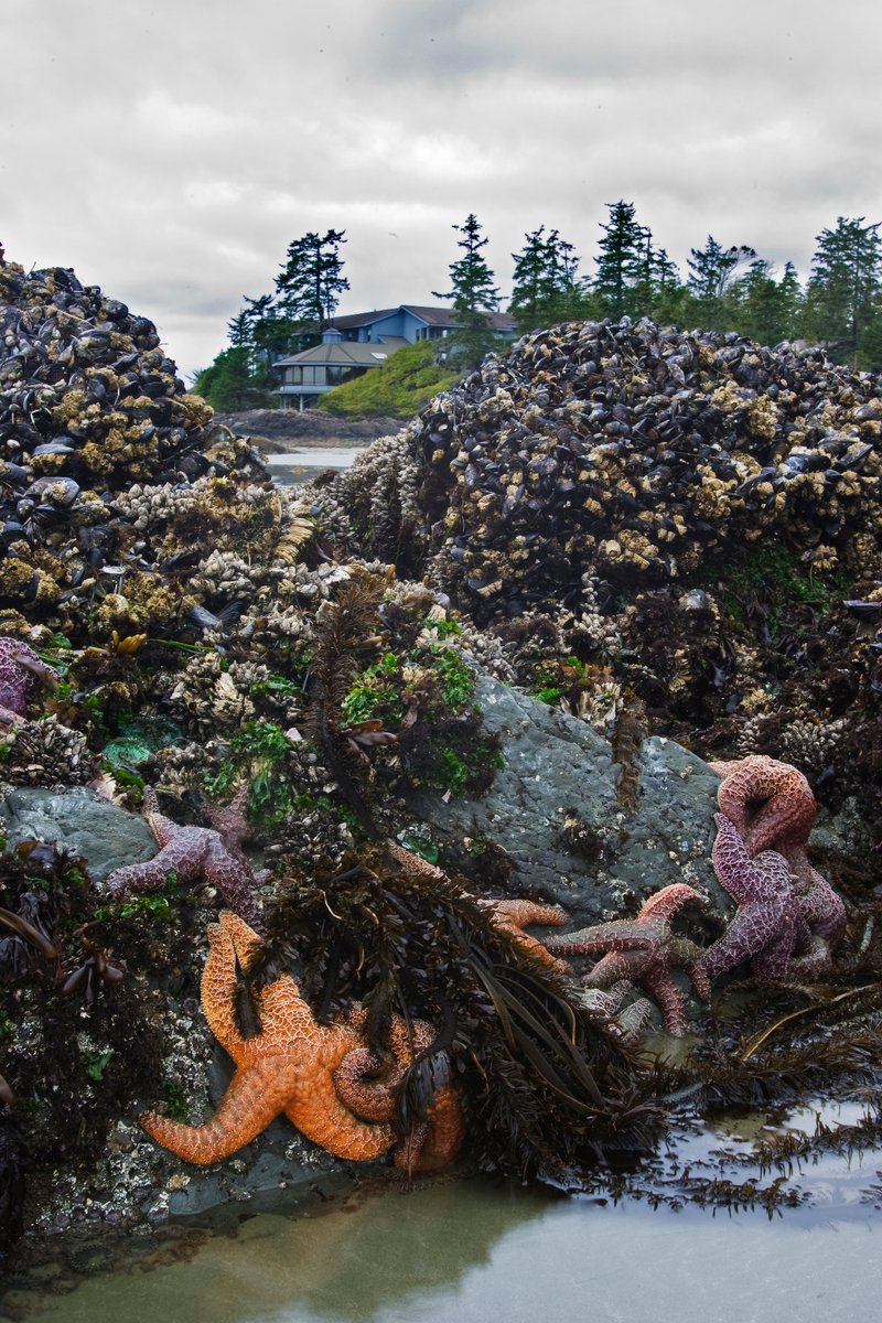 wickinnbc's tweet photo. Peek-a-boo views of #WickInnBC at low-tide on #chestermanbeach https://t.co/Lha07ZuUhi