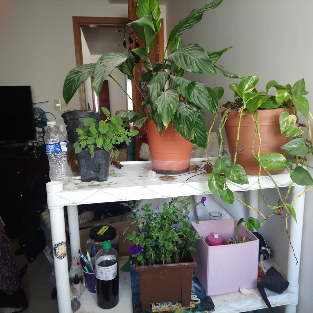 Firelight281's tweet photo. Sabes que ya eres una ñora cuando tienes plantas y haces cosas de jardinería 🌿 ❤️🐞 https://t.co/5dQDQEbSti