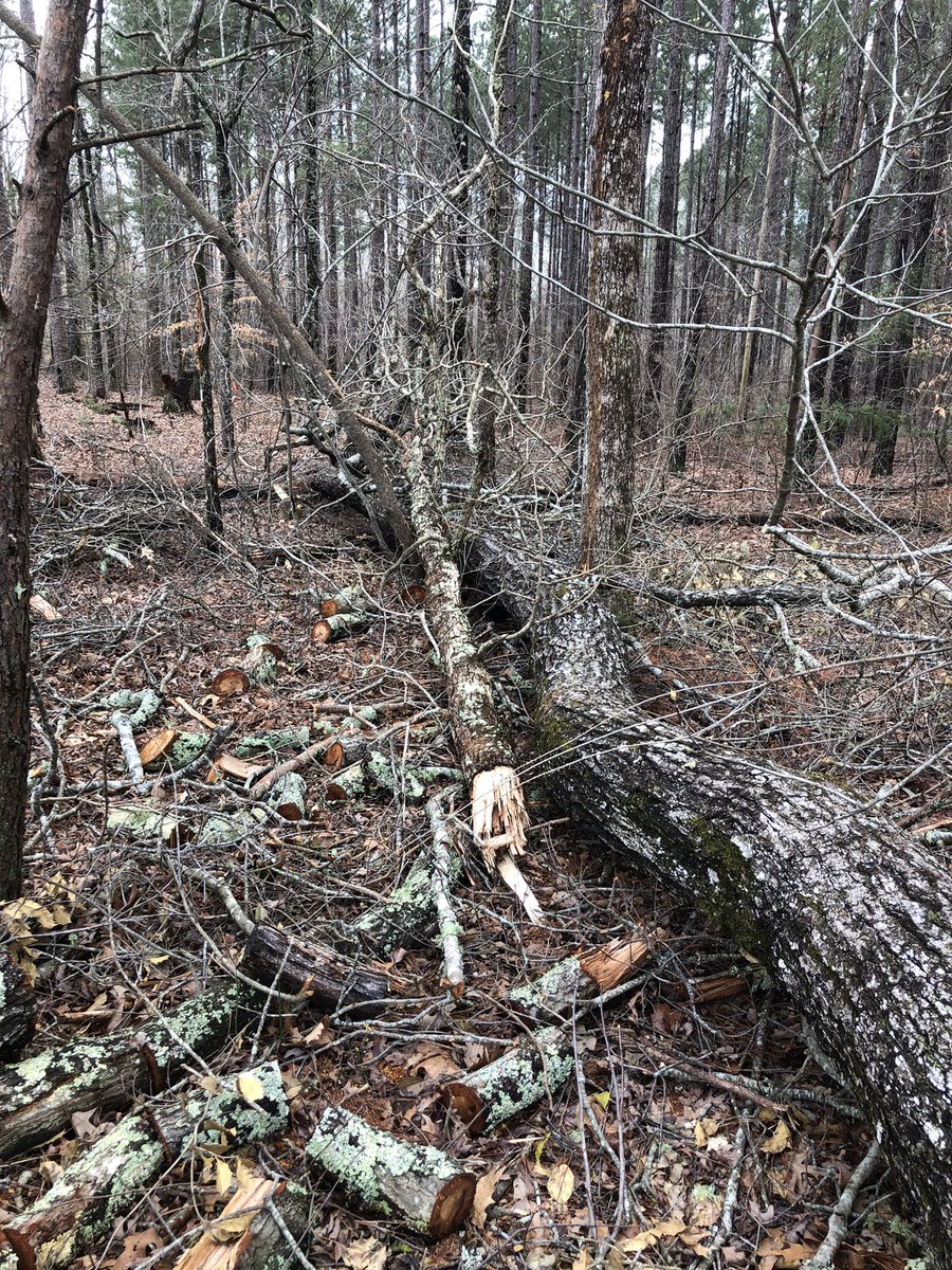 k9kayaks's tweet photo. These strong winds today just took down another #OakTree #uprooted, #soggyground, #windy
barely missed #MaxSmiles #LogTable
@CampobelloCathy @myboxerandI @Thomas_F81 @WeatherUpstate @DelinaEdmond @JulieKellett5 @doug_matern @MarkSolheid @boxer_sacha @jon_GoDodgers https://t.co/fm1EBHnhTd