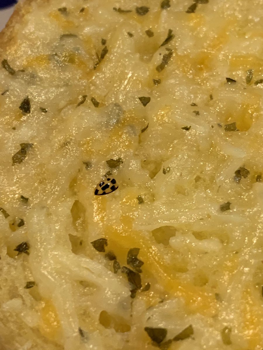 SeraLaura's tweet photo. I know this is nothing compared to finding shrimp tails in your Cinnamon Toast Crunch but my husbands New York Bakery Texas Toast definitely has a ladybug in it...🤮🤢 @JensenKarp do you see it too?! 

#CinnamonToastCrunch #CinnamonToastShrimp #ladybugtexastoast #extraprotein https://t.co/TtbuJdbdJJ