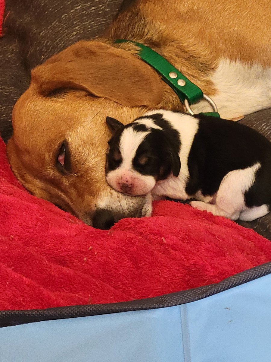 khampton911's tweet photo. Puppy love https://t.co/16L5fnRK3E
