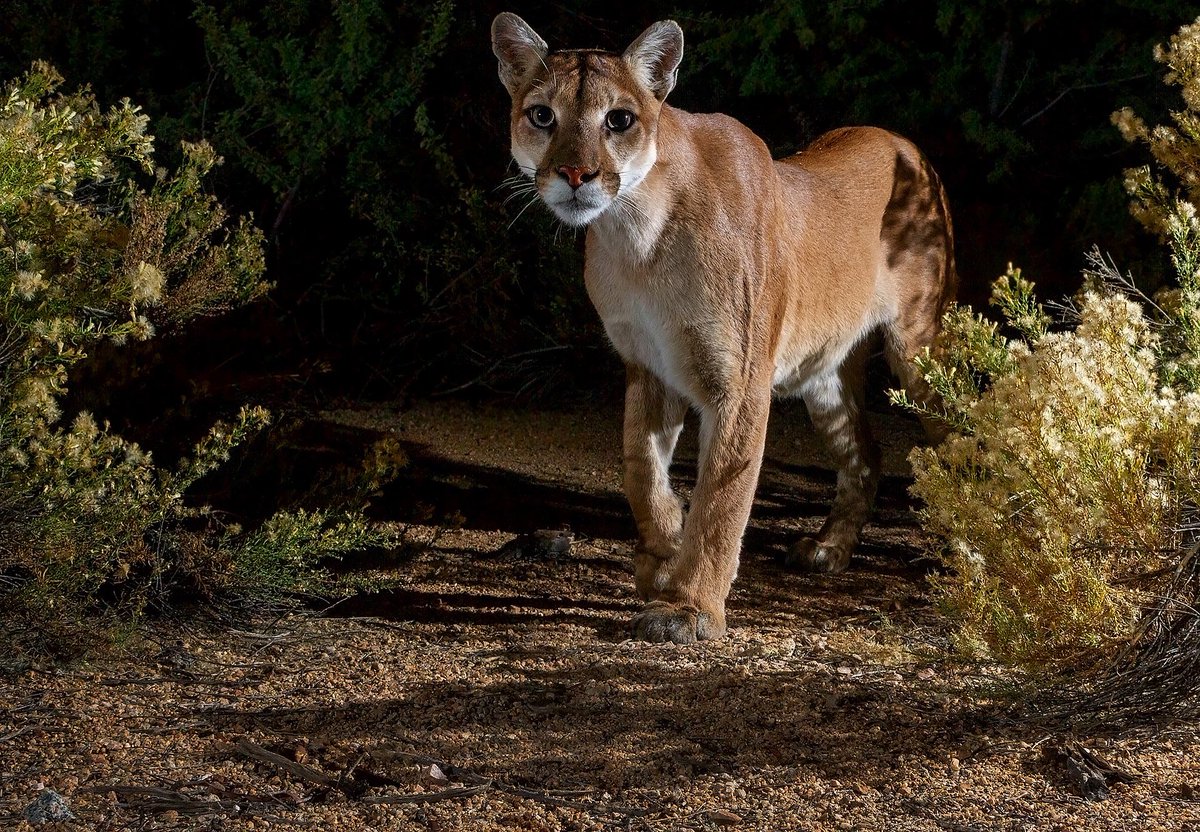 Camtraptions's tweet photo. Photographer Bruce Taubert captured this beautiful mountain lion on his camera trap out in the Sonoran Desert in Arizona. Bruce deployed his camera trap to capture an image of a bobcat, but was surprised, and very pleased, to have caught this mountain lion instead! https://t.co/dV2Camu0Yu