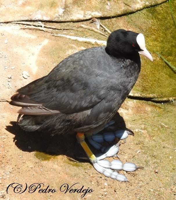 pinosysembrados's tweet photo. La focha común (Fulica atra) tiene unas patas grandes, muy grandes, con unos lóbulos anchos en los dedos que les impide hundirse en el barro propio de los humedales donde habita. 
Autores de las fotos en las propias fotos. https://t.co/sWdZe5Q6qP