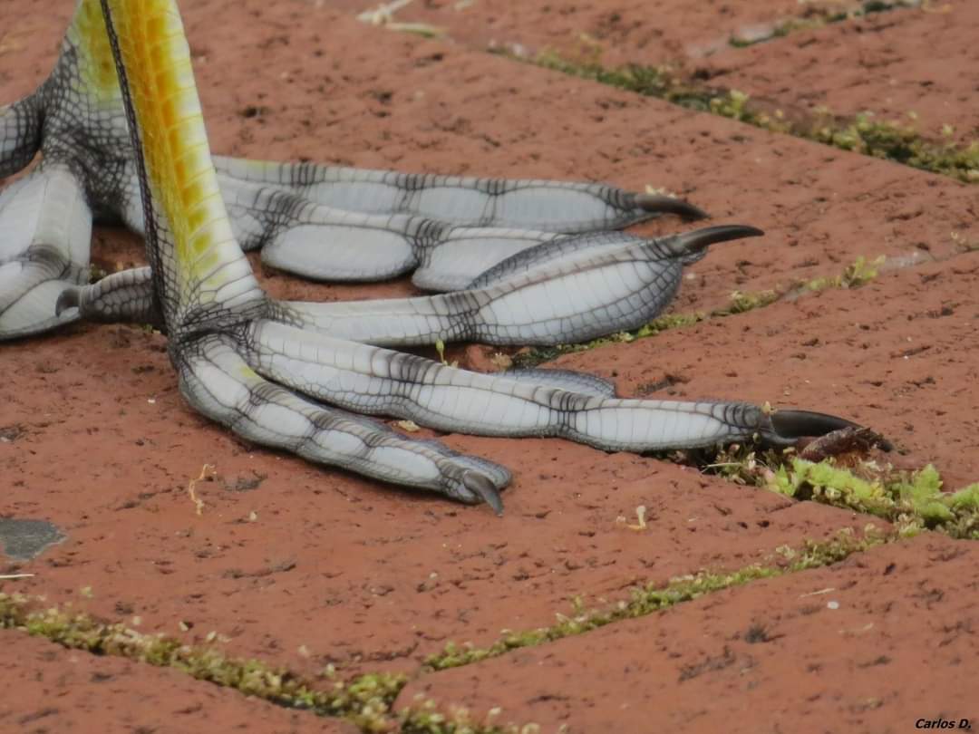 pinosysembrados's tweet photo. La focha común (Fulica atra) tiene unas patas grandes, muy grandes, con unos lóbulos anchos en los dedos que les impide hundirse en el barro propio de los humedales donde habita. 
Autores de las fotos en las propias fotos. https://t.co/sWdZe5Q6qP