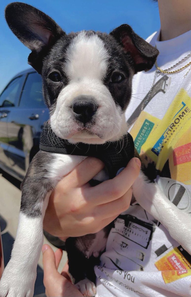 ownmoore8's tweet photo. Everyone meet the newest member of the family, Ash. https://t.co/1gMYe3rGLW