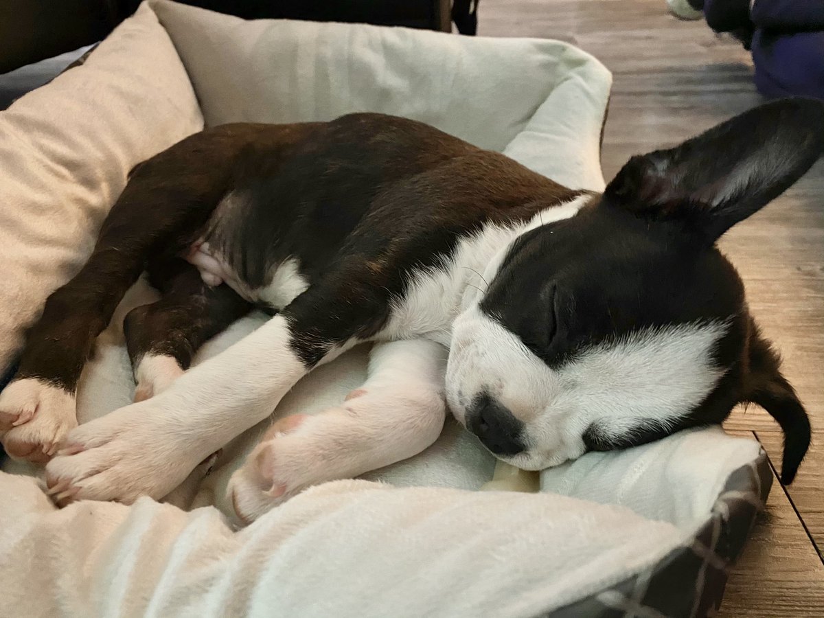 ownmoore8's tweet photo. Everyone meet the newest member of the family, Ash. https://t.co/1gMYe3rGLW