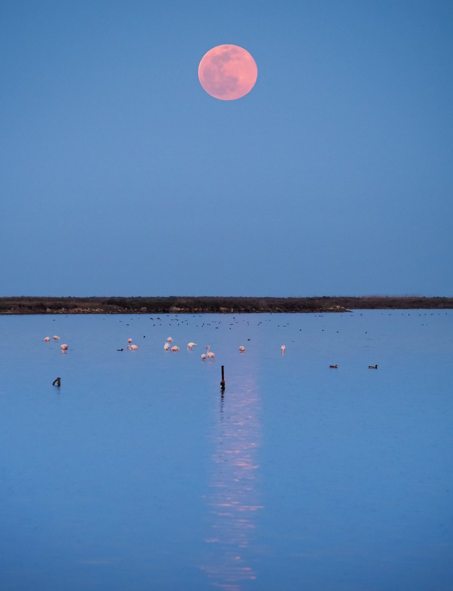 EsteveFornos's tweet photo. Lluna de somni a la badia dels Alfacs. 
@TurismeLaRapita @enricagud @terresebretur @catexperience @birdcatalunya @turornicat @PDE @SocEcoturista @NatGeoEsp @NatGeo https://t.co/6Ab7ccnyCw