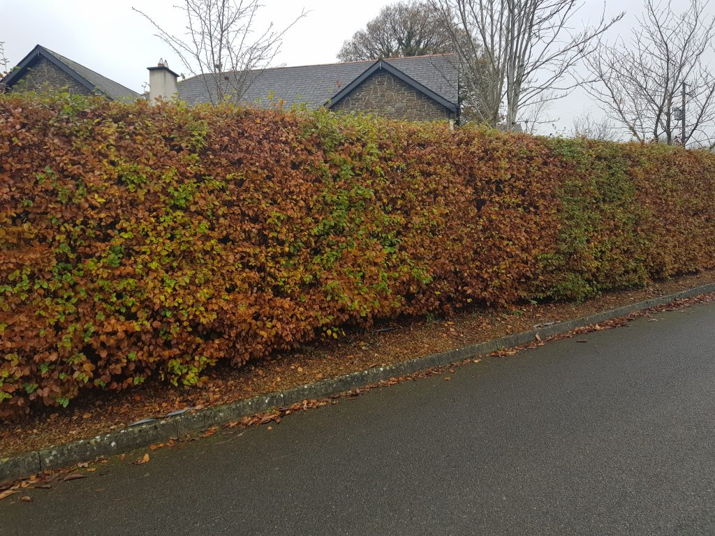 Beech hedging 🌳

A deciduous hedge plant that provides all year screening and colour, and can form dense hedges that are easily maintained only needing pruning once per year. 

Want to find out if beech hedging is for you? 

Call Adrian on 087 2630523

hedging.ie/product/beech-…