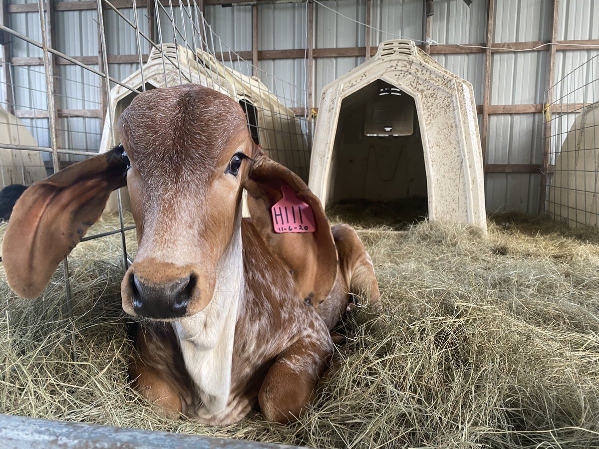 sierra_long3's tweet photo. ‼️WARNING: very cute calf ‼️ https://t.co/c2Z5hloO38