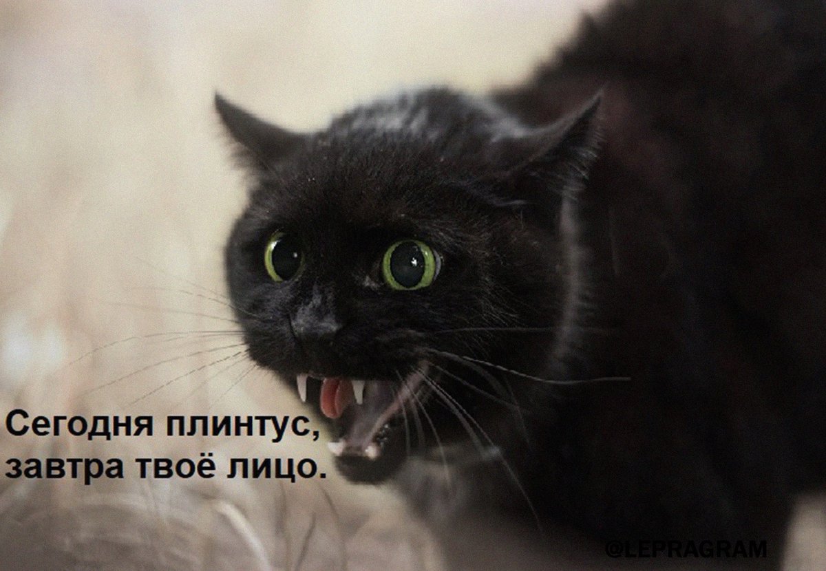 drunktwi's tweet photo. только что наорал на кота за то, что он ест скотч, а он подошёл к стене, посмотрел мне в глаза, схватил зубами плинтус и оторвал его Е* ТВОЮ МАТЬ https://t.co/2ajYLZv4HF