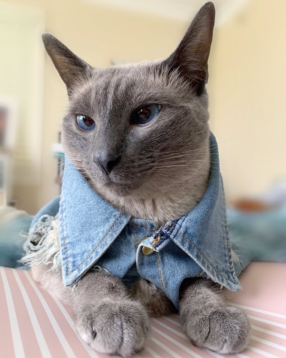 goudalovesfig's tweet photo. You can take the cat out of Canada but you can’t take Canada out of the cat! 🇨🇦 #canadiantuxedo #handsomeboy #CatsOfTwitter @Kmart https://t.co/BHT7d0D8bS