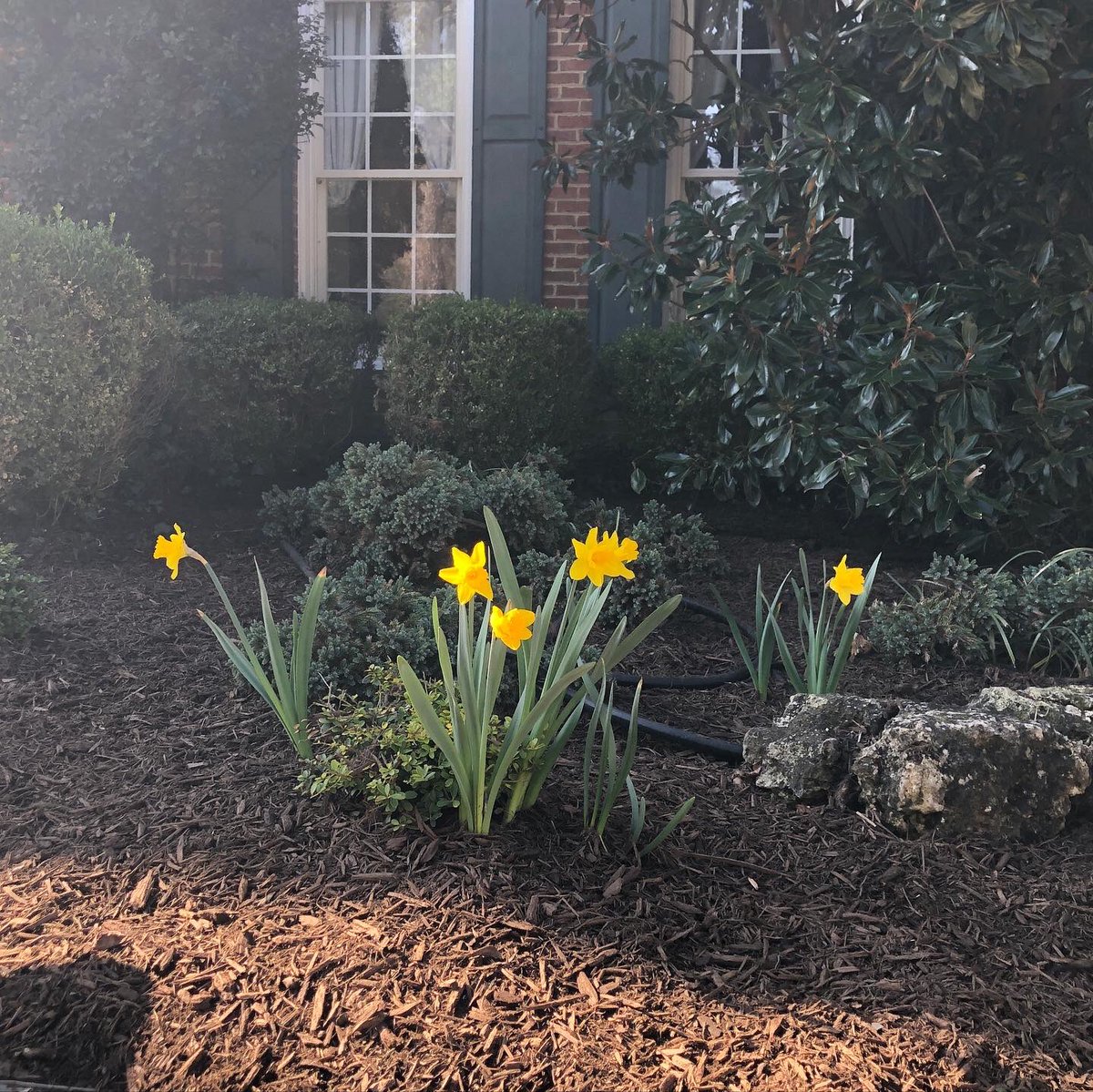 JennyMosier's tweet photo. Loving the yellow flowers blooming all around, which make me think of Michael every time.
Hope you all see some yellow as spring is upon us, and that you take a moment to think of our little boy. ๐
#missingmichael #bigheromichael #defeatdipg #chadtoughdefeatdipg https://t.co/kdlnsVGxwy