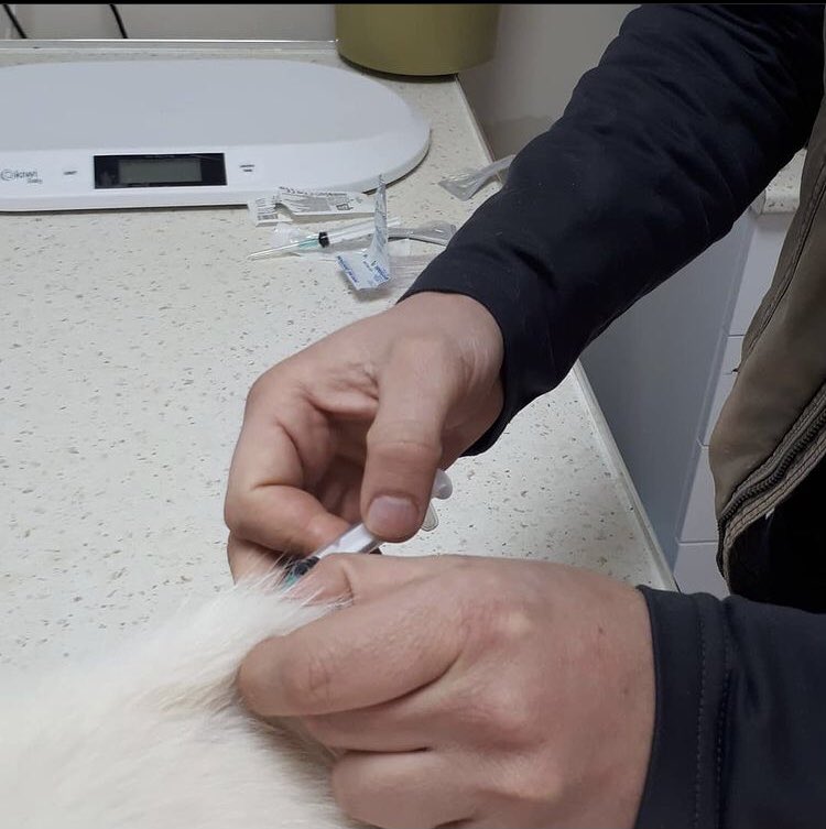 patilerimdentut's tweet photo. Angel için desteklerinizi eksik etmeyin lütfen🙏🏻 Açıklama çok uzundu fotoğrafa ekledim lütfen okuyun🙏🏻 https://t.co/eIgZNwI2vm