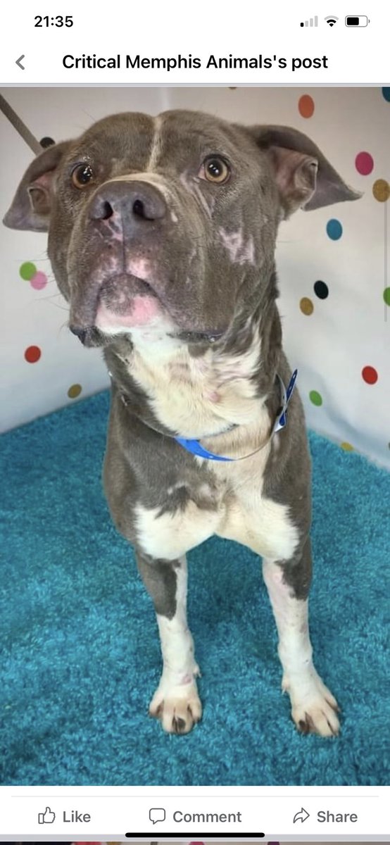reddogsusie's tweet photo. #TN #MEMPHIS
🆘🆘CODE RED Raditz 2yo boy hw+ VERY KENNEL STRESSED A handsome fella who is not enjoying kennel life & really needs time out of his kennel to burn off that energy. Needs a kind human or Rescue now! #ADOPT #PLEDGE #RESCUE #FOSTER #MASA3511
https://t.co/YQq3EecH10 https://t.co/ZUgiCuqBNd