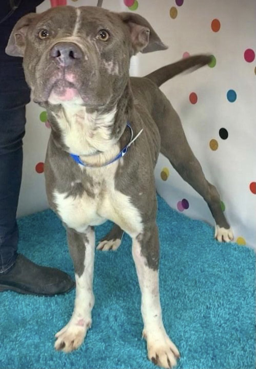 reddogsusie's tweet photo. #TN #MEMPHIS
🆘🆘CODE RED Raditz 2yo boy hw+ VERY KENNEL STRESSED A handsome fella who is not enjoying kennel life & really needs time out of his kennel to burn off that energy. Needs a kind human or Rescue now! #ADOPT #PLEDGE #RESCUE #FOSTER #MASA3511
https://t.co/YQq3EecH10 https://t.co/ZUgiCuqBNd