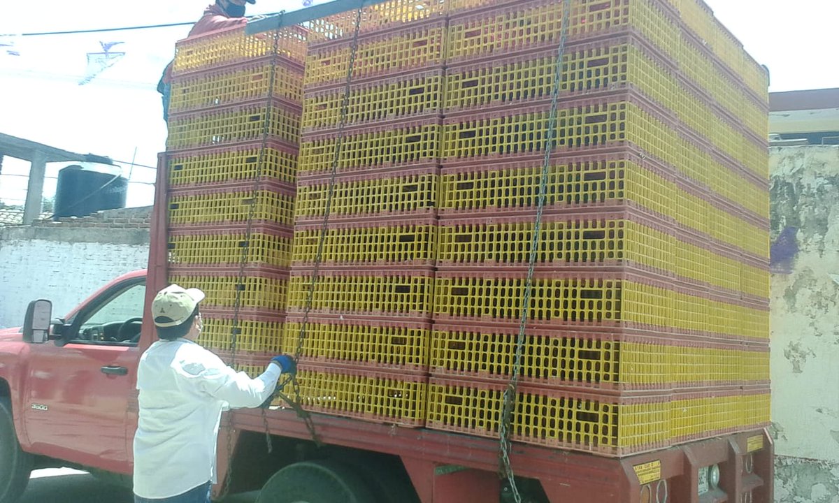 LauroRamirez18's tweet photo. LAURO RAMIREZ " EL AGUACATE " Presente en Productos Básicos para la Alimentación. Juntas Auxiliares,, San Lorenzo Almecatla, La Trinidad Sanctorum, San Juan Cuautlancingo, San Cristóbal Tulcingo. Precios Accesibles del Productor........ AL CONSUMIDOR FINAL https://t.co/RD9lW9m350