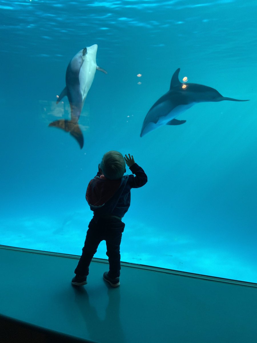 TeamHayward_Fox's tweet photo. We had so much fun this spring break! How did you spend your week off? #staycation #sheddaquarium #bumblebeeplaycafe #54happiness #smilesallweek https://t.co/zOcEDMuEHw