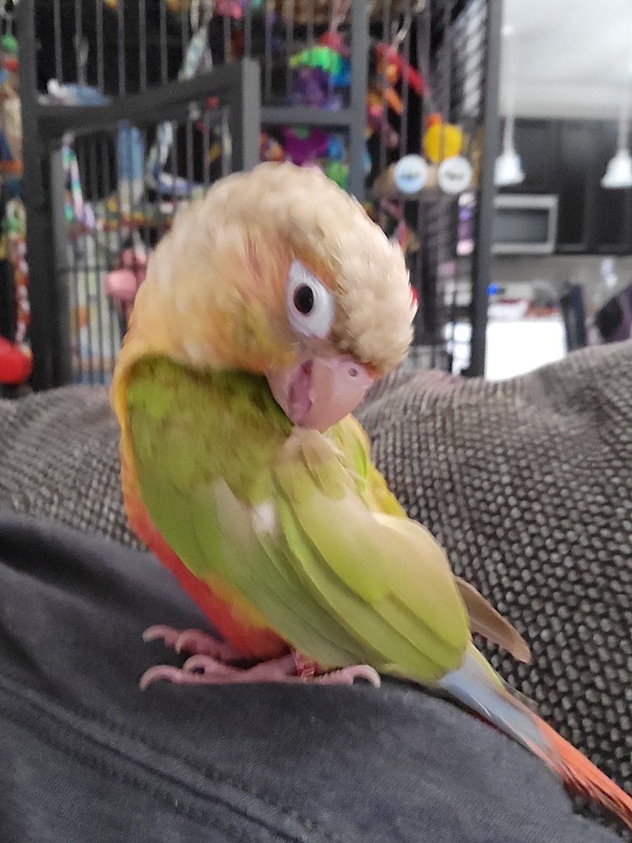 BlushWolfCrafts's tweet photo. "If we wants the scritches, we can'ts be bitches."
Our motto today. Poor itchy bitchy molting pineapple.
#Mipha #theMoltIsUponUsOnceAgain #conuresoftwitter https://t.co/USavvUX9tn