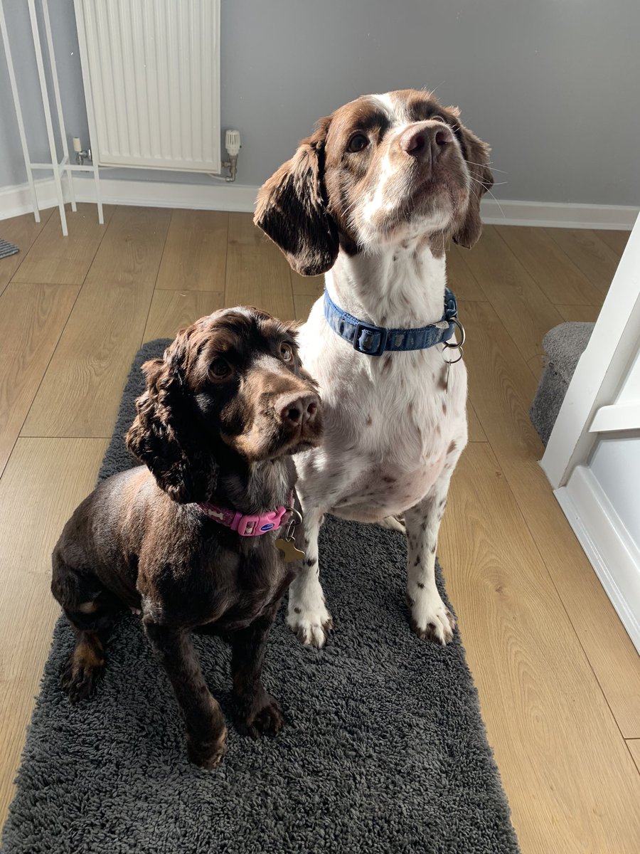 Tazcat21's tweet photo. Matchy matchy haircuts for our two ✂️ https://t.co/0X2m5Izi9A