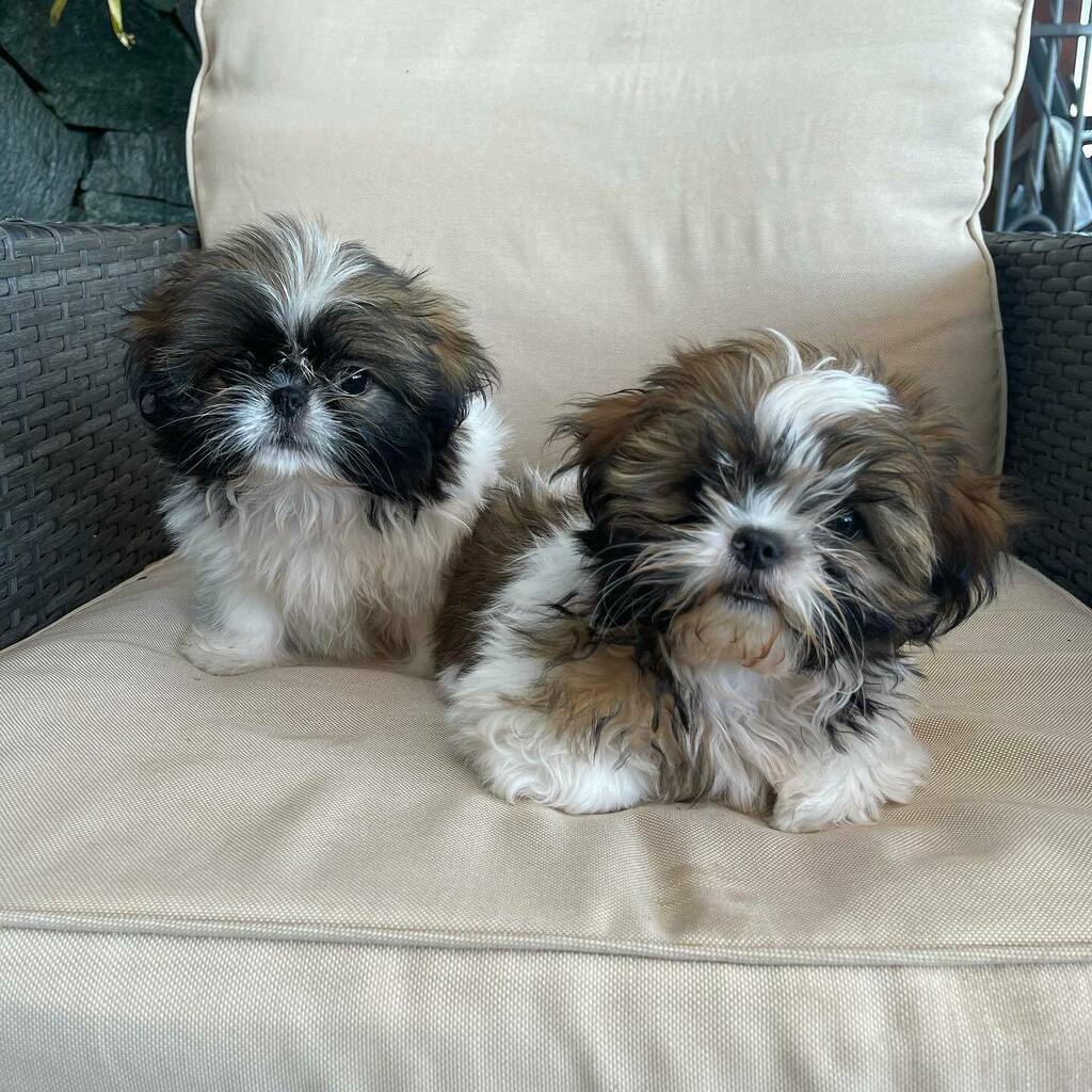 garmat1's tweet photo. #shitzu #luna #cooper https://t.co/kOd4BrXIKh https://t.co/EFgxOH1UdW