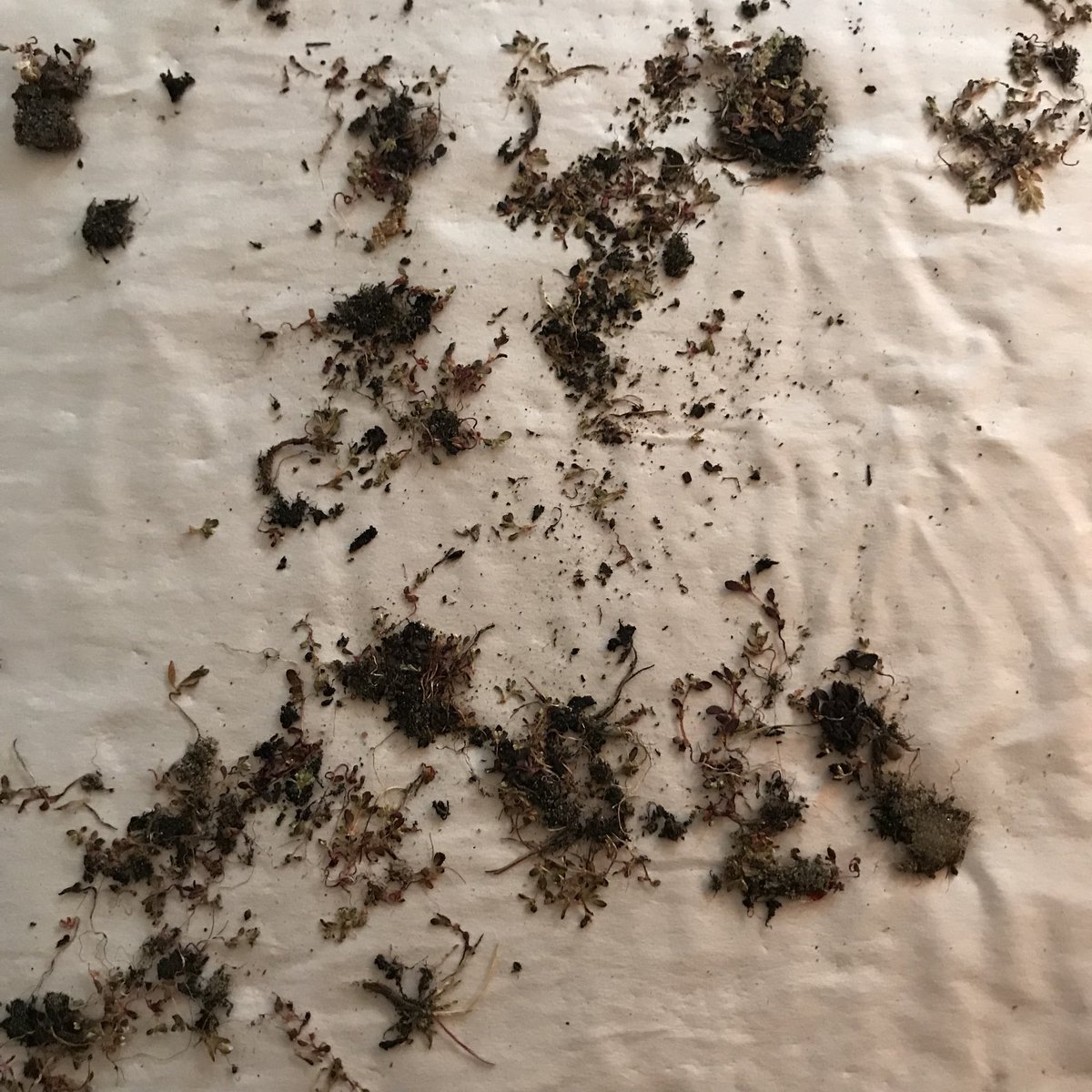AndreaMurphy12's tweet photo. Plants of Nunavut. (“Before.”)
Time to make a silk purse out of a sow’s ear. 😰 https://t.co/0jc5uZnCBC