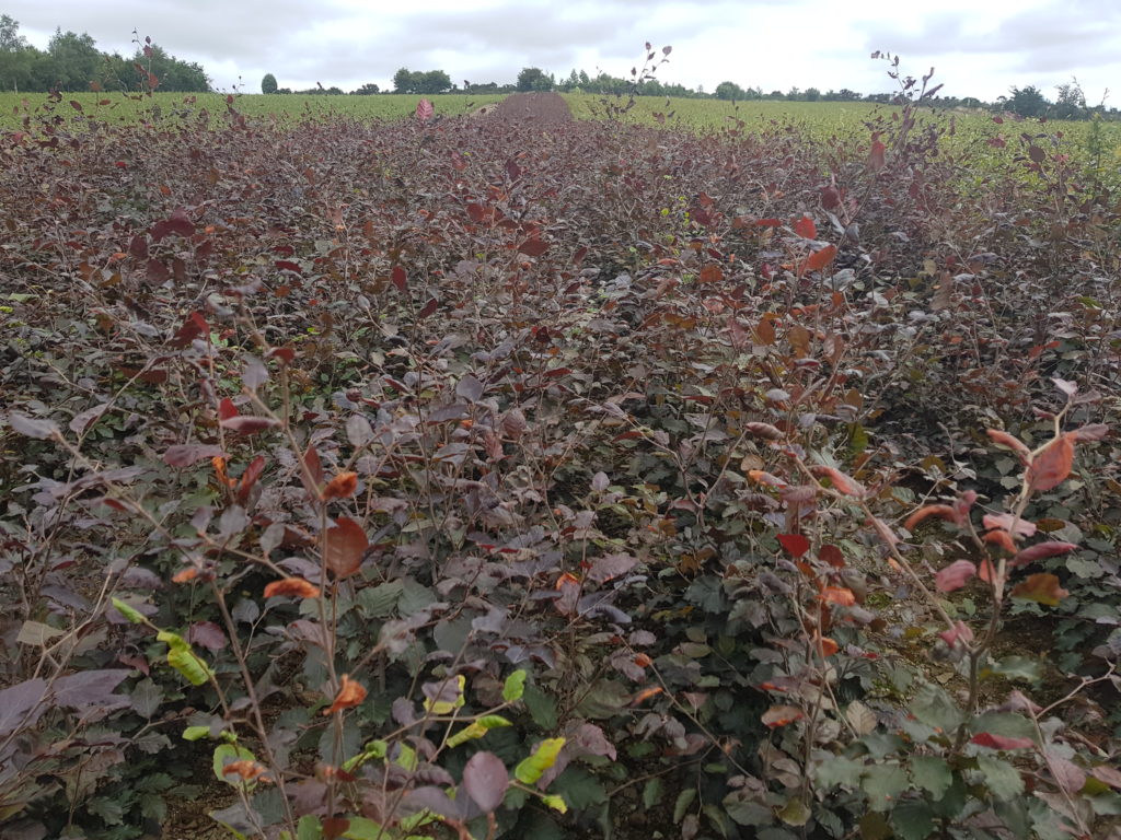 Copper Beech Hedging

A deciduous plant known for its near-purple colour, while turning coppery-brown in Autumn. One of its best qualities is that the plant retains its foliage even through Winter. 

Interested in enquiring? 

Call Adrian on 087 2630523

hedging.ie/product/copper…