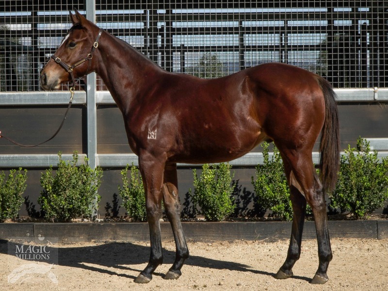 7horseracing's tweet photo. 2019 - sold for $60k as a weanling

2020 - sold for $200k as a yearling

2021 - wins $3.5m Golden Slipper as a 2YO

🙌 STAY INSIDE 🙌

📸 @mmsnippets https://t.co/KCKTcG67RI