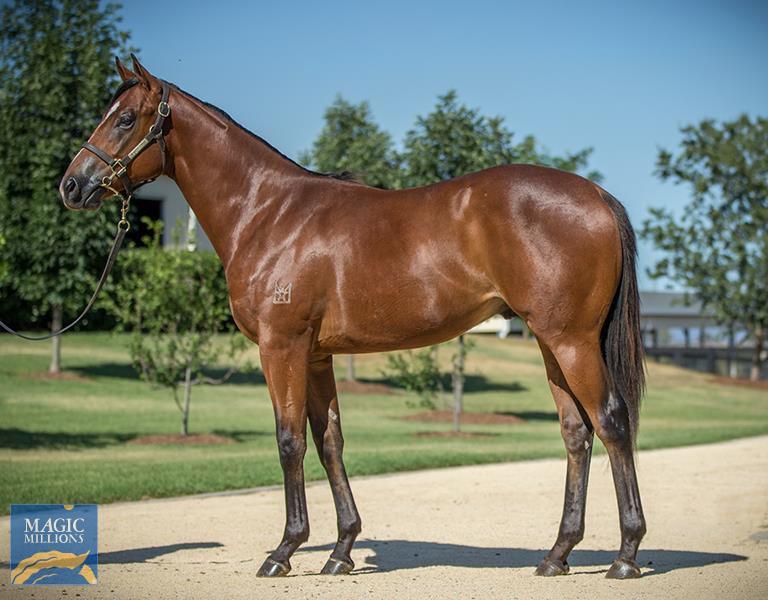 7horseracing's tweet photo. 2019 - sold for $60k as a weanling

2020 - sold for $200k as a yearling

2021 - wins $3.5m Golden Slipper as a 2YO

🙌 STAY INSIDE 🙌

📸 @mmsnippets https://t.co/KCKTcG67RI