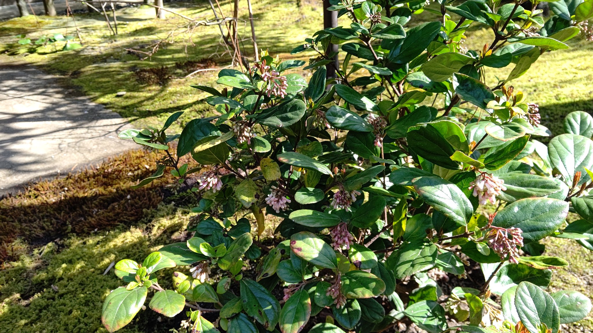 ちびちゃ 胡麻樹 ゴモジュ 沈丁花に似た花をつける 葉を揉むと胡麻のような香ばしい匂いがすることからこの名に 沖縄や奄美大島原産で 琉球王朝首里城の門前に植えられており縁起木とされ 御門樹 とも書く 秋には赤い実をつける 花言葉 勤勉 ちびちゃ 胡麻樹 ゴモジュ 沈丁花に似た花をつける 葉を揉むと胡麻のような香ばしい匂いがすることからこの名に 沖縄や奄美大島原産で 琉球王朝首里城の門前に植えられており縁起木とされ 御門樹 とも書く 秋には赤い実をつける 花言葉 勤勉