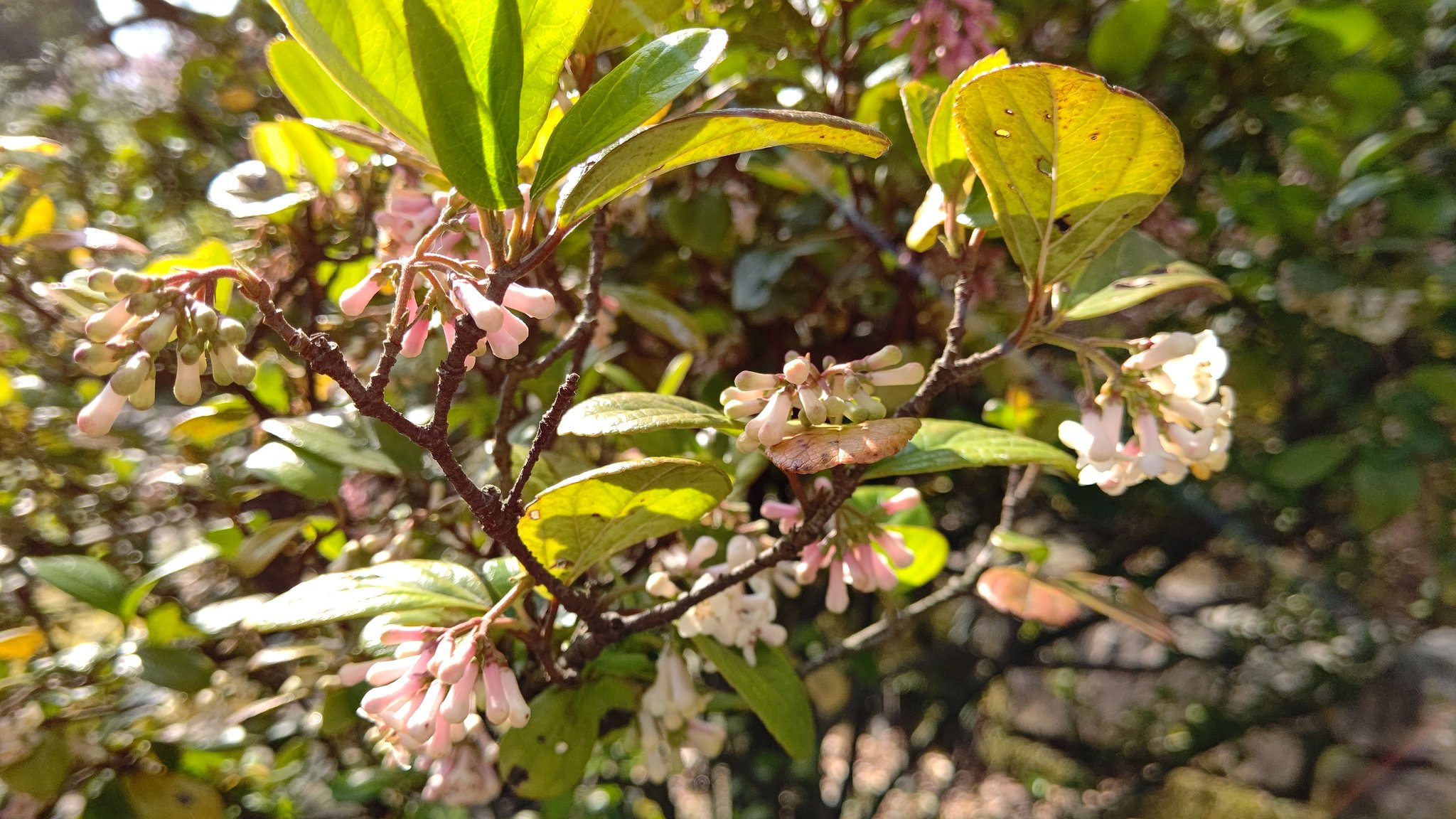ちびちゃ 胡麻樹 ゴモジュ 沈丁花に似た花をつける 葉を揉むと胡麻のような香ばしい匂いがすることからこの名に 沖縄や奄美大島原産で 琉球王朝首里城の門前に植えられており縁起木とされ 御門樹 とも書く 秋には赤い実をつける 花言葉 勤勉