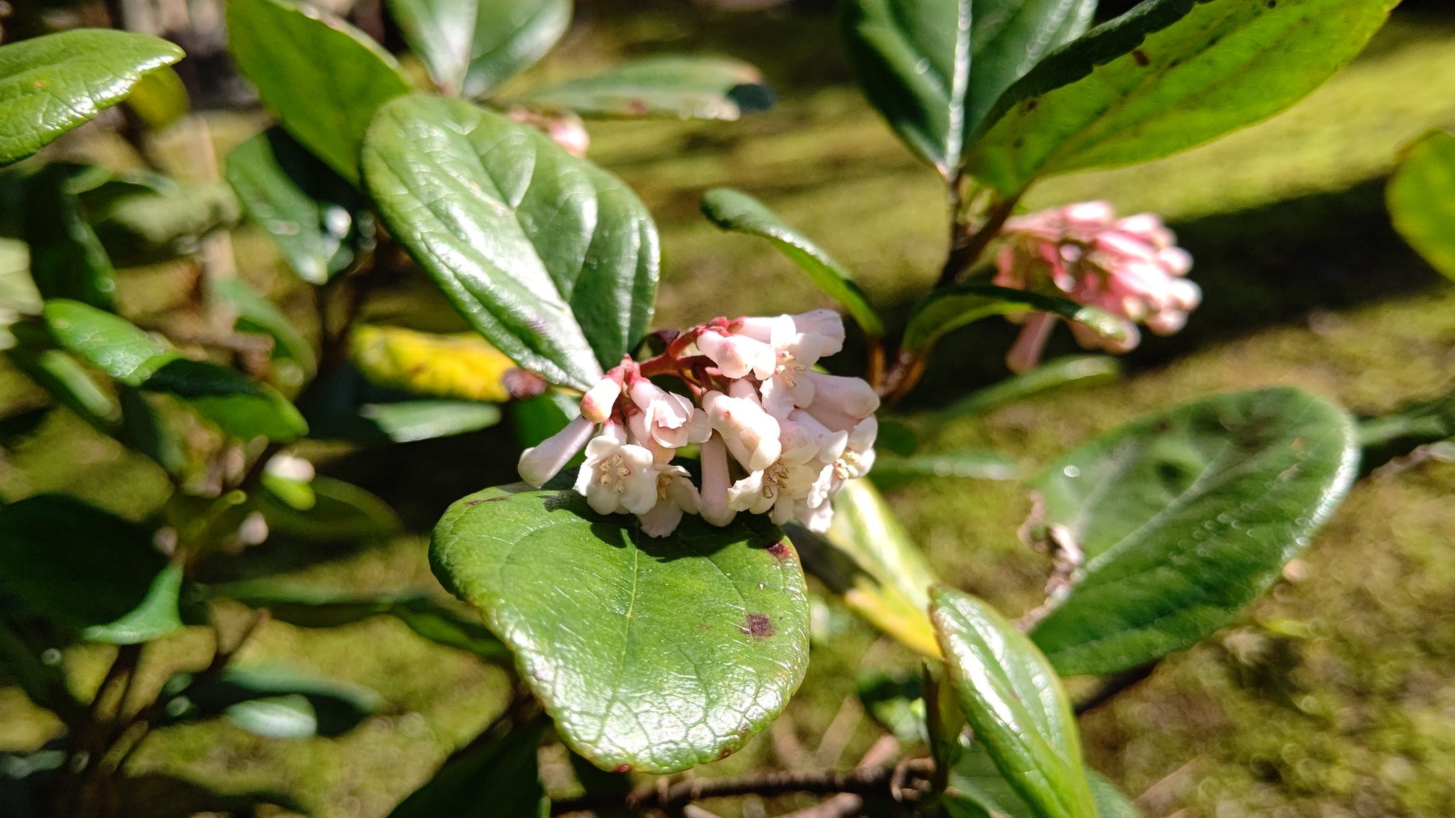 ちびちゃ 胡麻樹 ゴモジュ 沈丁花に似た花をつける 葉を揉むと胡麻のような香ばしい匂いがすることからこの名に 沖縄や奄美大島原産で 琉球王朝首里城の門前に植えられており縁起木とされ 御門樹 とも書く 秋には赤い実をつける 花言葉 勤勉