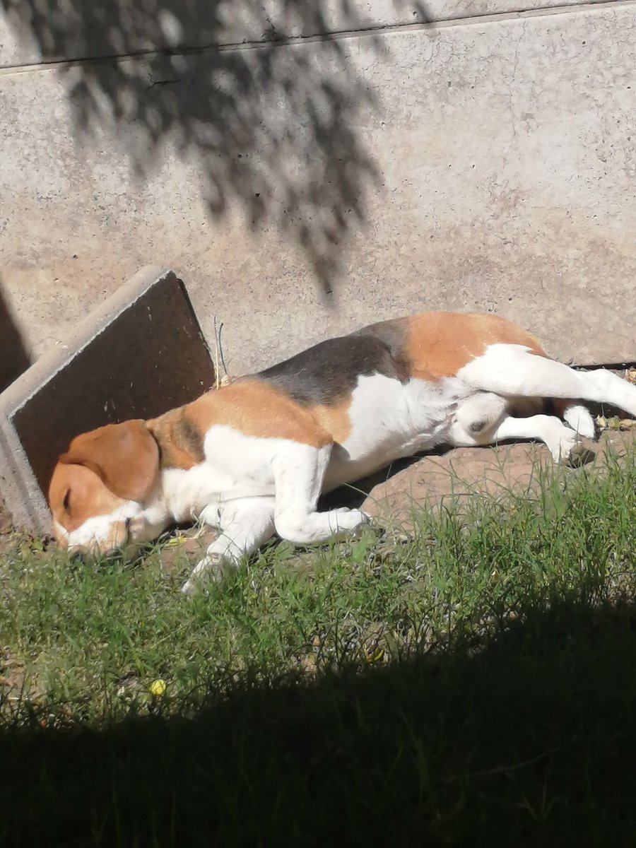 vittop's tweet photo. Mi billy hoy playa al solcito que mejor.. Vida de perros!!! #beagle  #doglovers #masterdog
#Rancagua #QuedateEnCasa #modocovid #playa #relajo #vidadeperros #relax https://t.co/vAmqB7uL1v