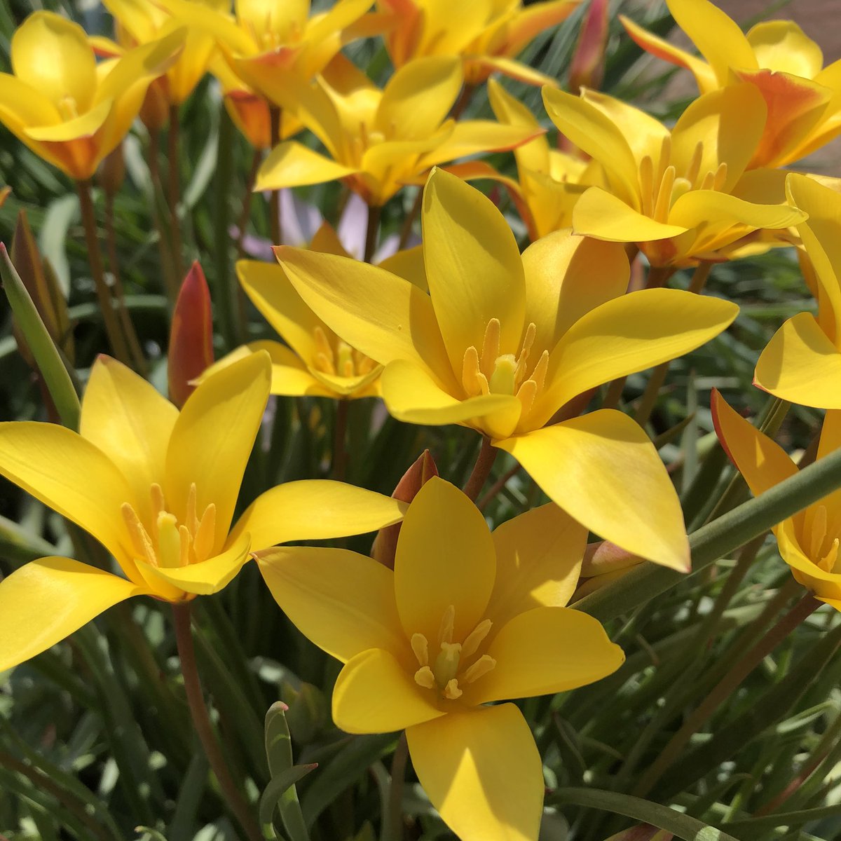 Hirutan25 S Tweet おはようございます 一週間スタートです 今日は春を代表する球根の花 ﾁｭｰﾘｯﾌﾟ です え これ いつも見てるのと違う 改良を重ねてますから 今より以前の品種ですね 西洋の花言葉は Perfect Lover 理想の恋人 黄色のチューリップ